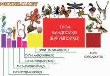 Таснифи ҳайвонот