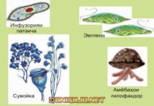 Тавсифи умумии содатаринҳо