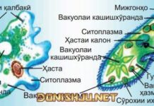 Тарзи ҳаётгузаронии ҳайвонҳои якҳуҷайра