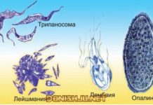 Типи саркомастигафора. Гурӯҳҳои асосии ҳайвонҳои якҳуҷайра.