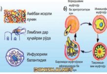 Типи Спорозоа