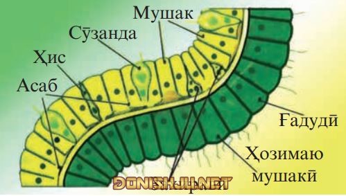 Таркиби ҳуҷайраҳои девори бадани гидра