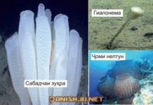 Типи Исфанҷҳо Исфанҷҳои баҳрӣ ва обҳои ширин