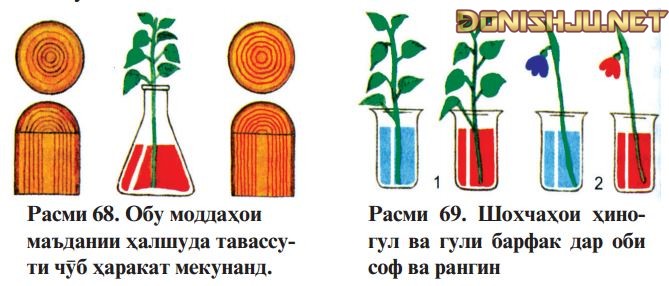Расми 68. Обу моддаҳои маъдании ҳалшуда тавассути чӯб ҳаракат мекунанд. Расми 69. Шохчаҳои ҳиногул ва гули барфак дар оби соф ва рангин
