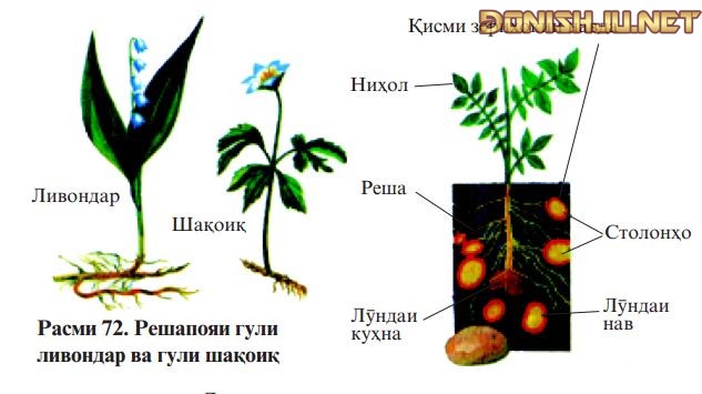 Расми 72. Решапояи гули ливондар ва гули шақоиқ