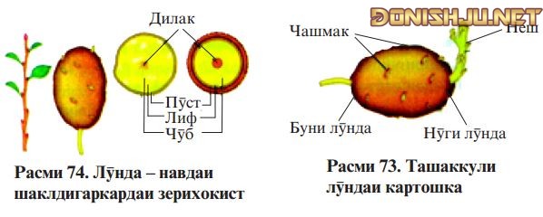 Расми 74. Лӯнда – навдаи шаклдигаркардаи зерихокист Расми 73. Ташаккули лӯндаи картошка
