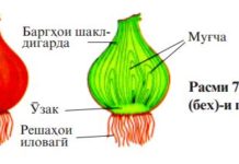 Тагйири шакли навда, решапоя, лунда ва пиёзак Расми 75. Пиёзак (бех)-и пиёз