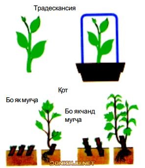 Расми 76. Бо қаламча зиёд кардани рустанӣ