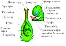 Бордоршавии растанихои гулдор Расми 94. Бордоршавии рустании гулдор