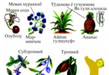 Хосил шудани тухм ва мева Расми 95. Меваҷоти ноҳияҳои субтропикӣ ва тропикӣ