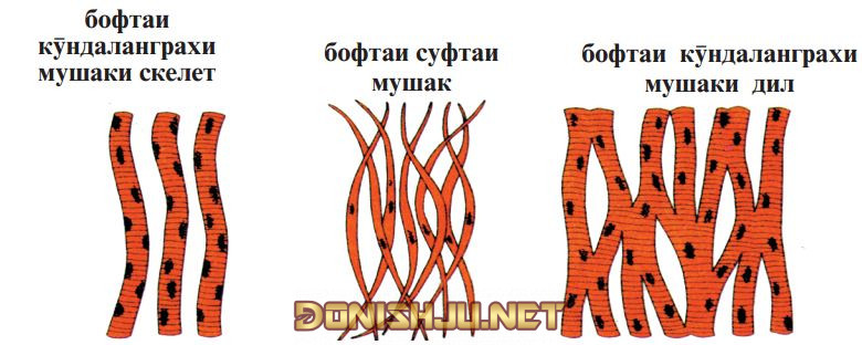 Расми 33. Намуди бофтаҳои мушак