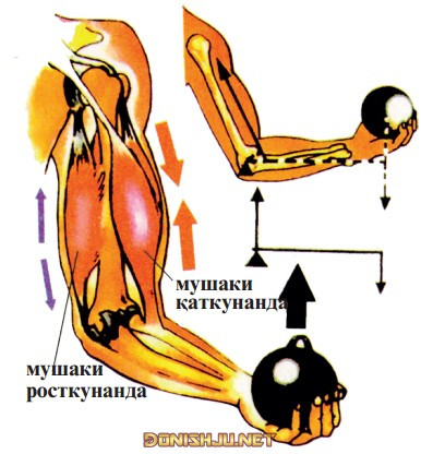 Расми 37. Кори мушакҳо