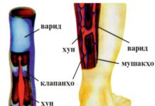 Ҳаракати хун дар рагҳои варид Ҳаракати хун дар рагҳои варидӣ