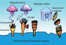 Тасниф, пайдоиш ва аҳамияти Рӯдаковокҳо Афзоиш ва инкишофи медузаи аурелия