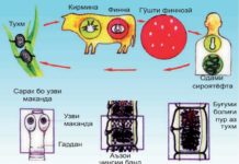 Инкишофи паҳнкирмҳои муфтхӯр Инкишоф ва сохти буғумҳои бандкирми гов