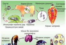 Эхинококк – маълумот бо забони тоҷикӣ Усулҳои сироятёбии ҳайвоноти хонагӣ бо кирми ҷигармак ва эхинококк