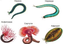 Типи Ҳалқакирмҳо – Халкакирмхо Расми 71. Ҳалқакирмҳои баҳрӣ