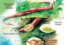 Сохти дохилӣ ва тарзи ҳаётгузаронии ҳалқакирмҳо Расми 74. Афзоиши кирми лойхӯрак