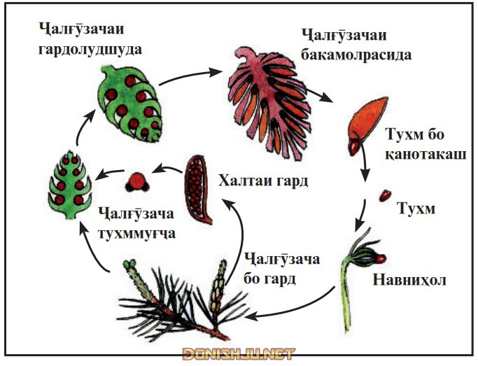 Расми 16. Инкишофи лучтухмҳо