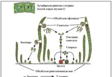Обсабзҳои сабзи бисёрҳуҷайраи риштамонанд (улотрикс, спирогира) Расми 3. Афзоиши улотрикс