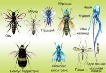 Қатори пардаболҳо ва дуболаҳо Расми 106. Пардаболҳо ва дуболаҳо