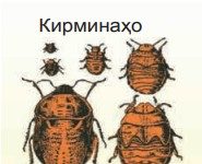 Ҳашароти зараррасони саҳро ва обчакорӣ Расми 107. Гамбускҳо ва ганданафасакҳо