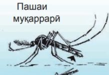 Пашаи вараҷа – магаси варача Расми 110. Пашаҳо