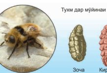 Ҳашароти муфтхӯри чорвои кишоварзӣ Расми 111. Ғӯрмагаси пӯсти гов