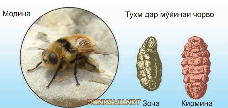 Расми 111. Ғӯрмагаси пӯсти гов