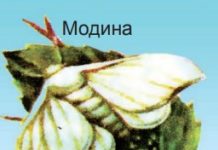 Шапалаки абрешим. Кирмакпарварӣ Расми 113. Шапалаки абрешим