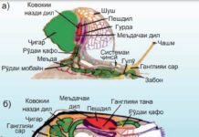 Типи нармбаданҳо (зоология) Расми 77. Сохти дарунии тӯқумшуллук: а) токхӯр, б) бедандонак, в) калмар