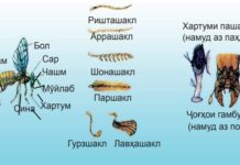 Синфи ҳашарот (синфи хашарот) Расми 94. Сохти берунии ҳашарот