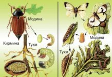 Тарзи инкишофи ҳашарот Расми 97. Инкишофи гамбӯски саврӣ ва шапалаки карамхӯр