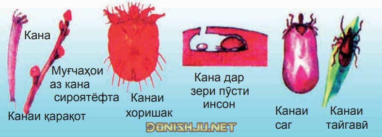 Расми 92